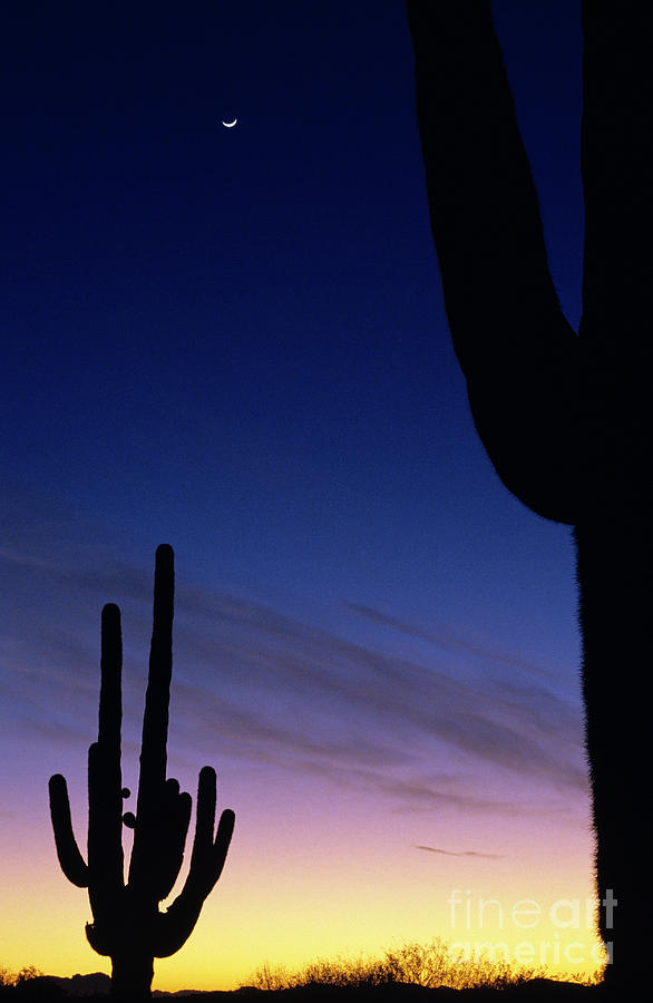 Silhouetted Saguaro Cactus  Photograph by Jim Corwin