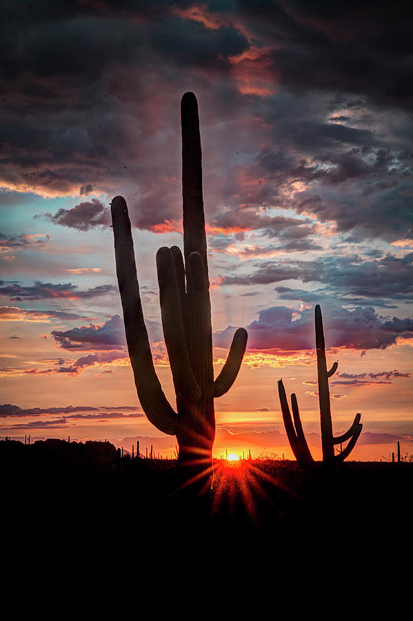 Silhouetted Saguaro Photograph by Laura Hedien
