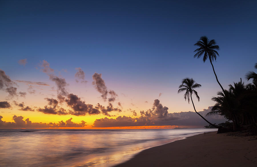 Silhouetted Sunset With Palm Trees On Beach, Dominican Republic, The ...