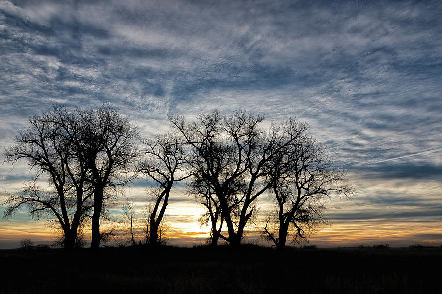 Silhouetted Trees at Sunrise Photograph by Tony Hake