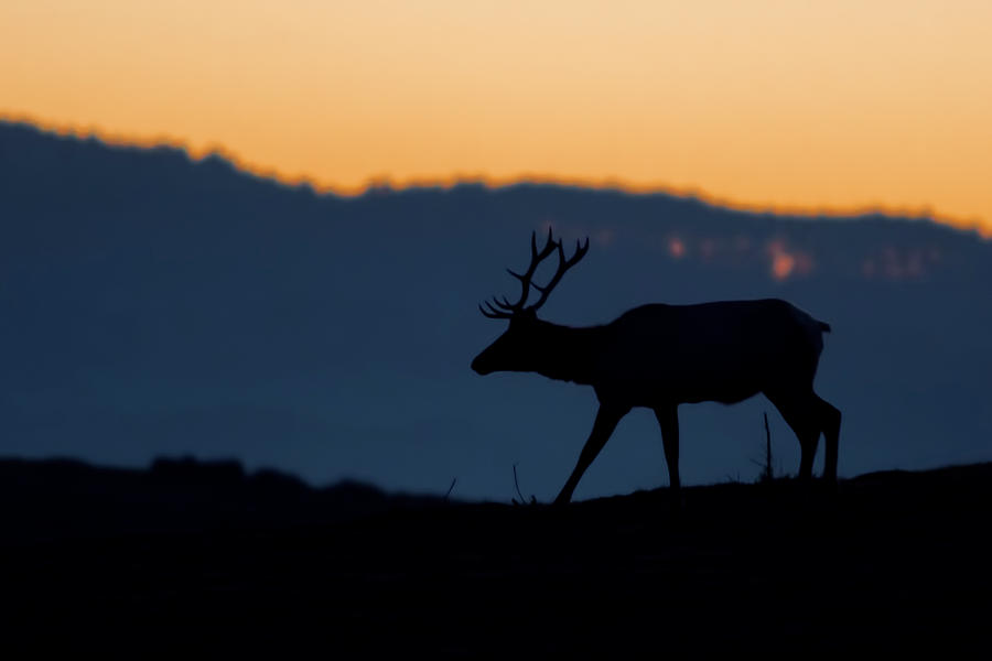 Wildlife Digital Art - Silhouetted Tule Elk Buck (cervus Canadensis Nannodes) At Sunset, Point Reyes National Seashore, California, Usa by Jouko Van Der Kruijssen