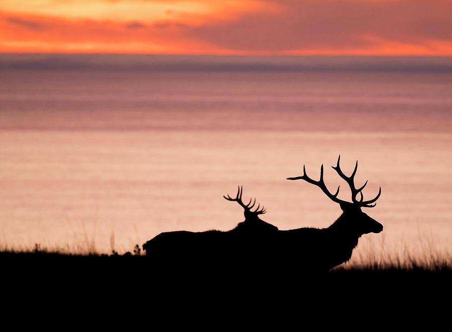 Wildlife Digital Art - Silhouetted Tule Elk Bucks (cervus Canadensis Nannodes) On Coast At Sunset, Point Reyes National Seashore, California, Usa by Jouko Van Der Kruijssen
