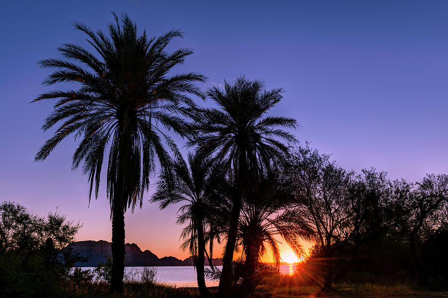 Silhouettes Of Date Palm Trees Phoenix Photograph by Panoramic Images