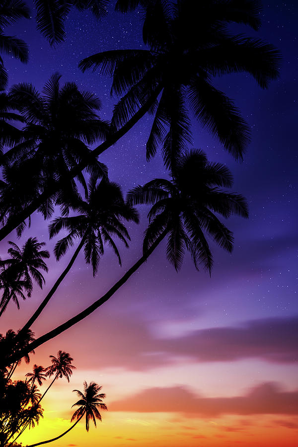 Silhouettes Of Palm Trees On Sunset Photograph by Sankai