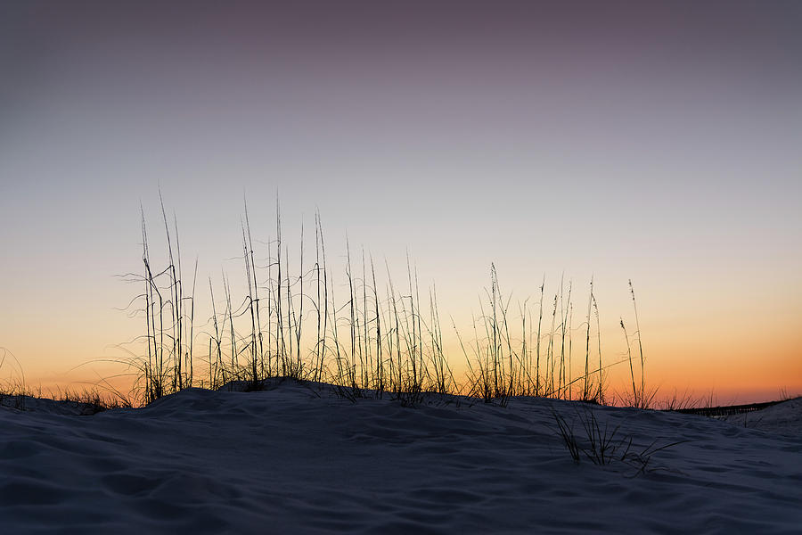 Silhouette of Sea Oats Photograph by Mike Whalen