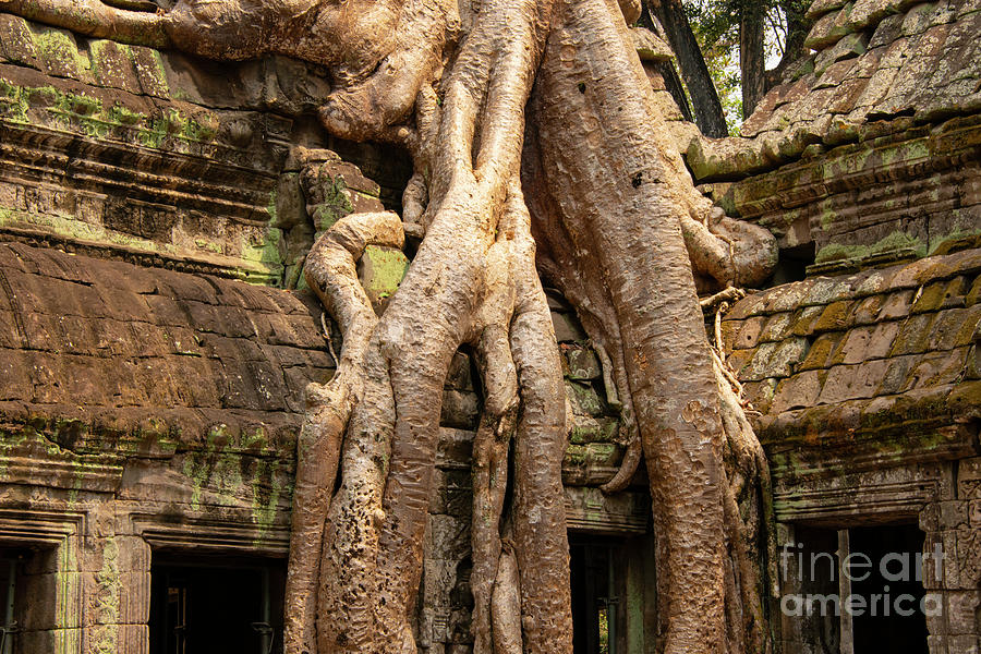 Silk-Cotton Roots at Ta Prohm Temple Photograph by Bob Phillips