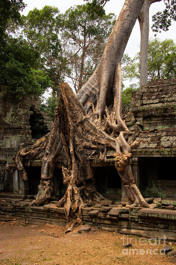 Silk-Cotton Tree at Preah Khan Temple Photograph by Bob Phillips