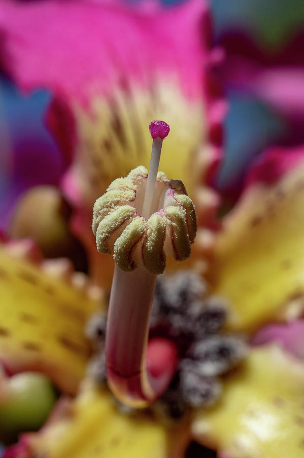 Silk Floss Flower Stamen Photograph by Bj S