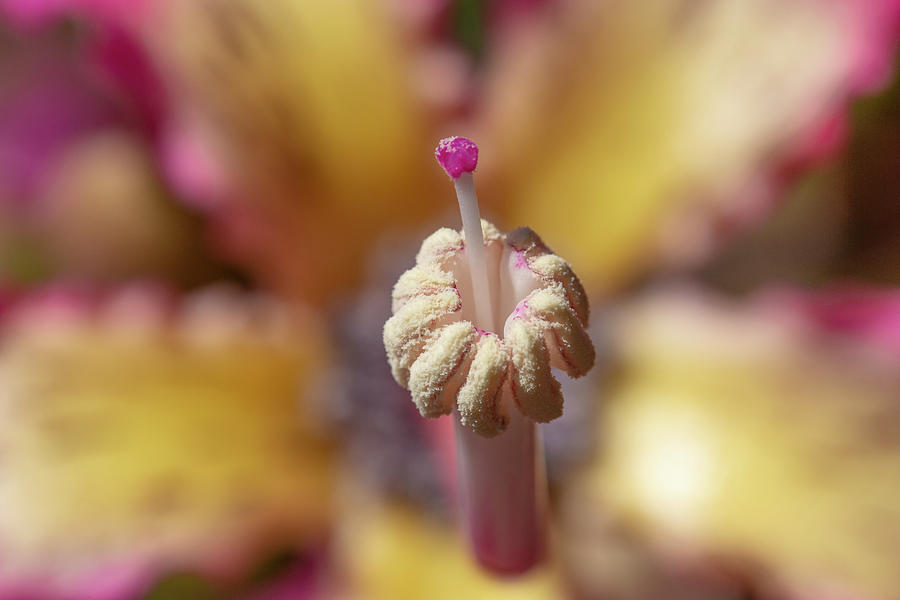 Silk Floss Tree Flower Macro Photograph by Bj S