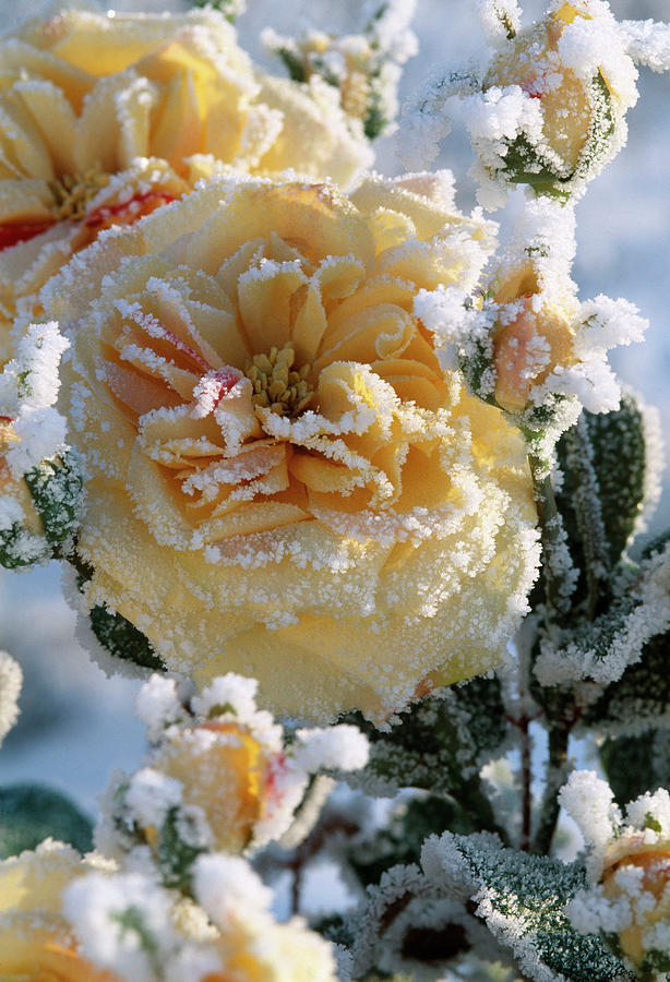 Silk Flowers With Hoar Frost Photograph by Friedrich Strauss