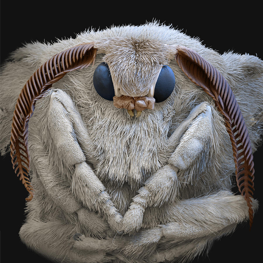 Silk Moth, Bombyx Mori, Sem Photograph by Meckes/ottawa