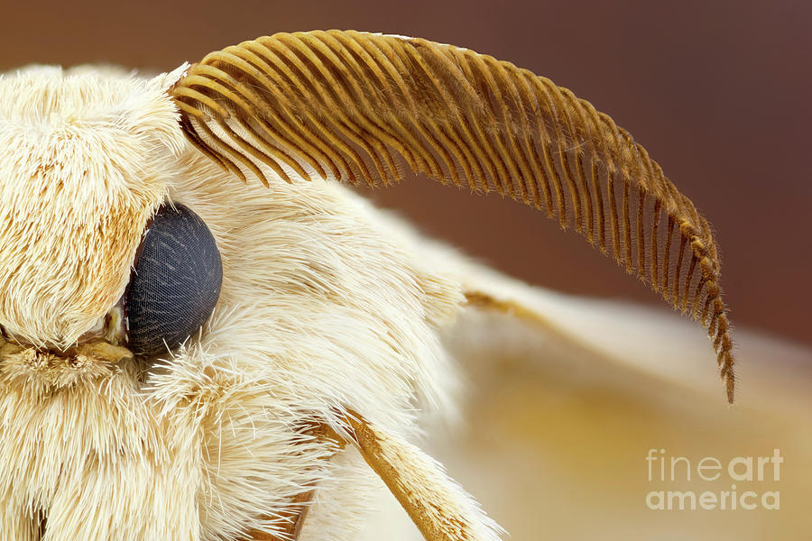 Silk Moth Head Photograph by Ozgur Kerem Bulur/science Photo Library