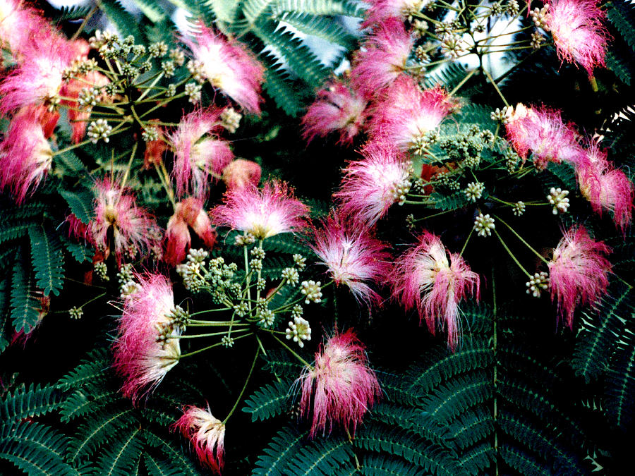 Silk Tree Soft Focus Natural Abstract Photograph