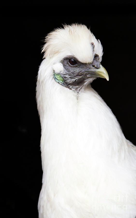 Silkie Chicken Series Photograph By Jeannette Hunt Fine Art America