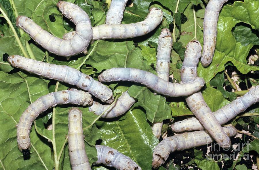 Silkworms On Mulberry Leaves Photograph by Chris Hellier/science Photo Library