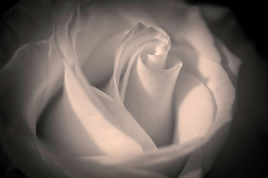 Silky Pastel Rose Photograph by Pheasant Run Gallery