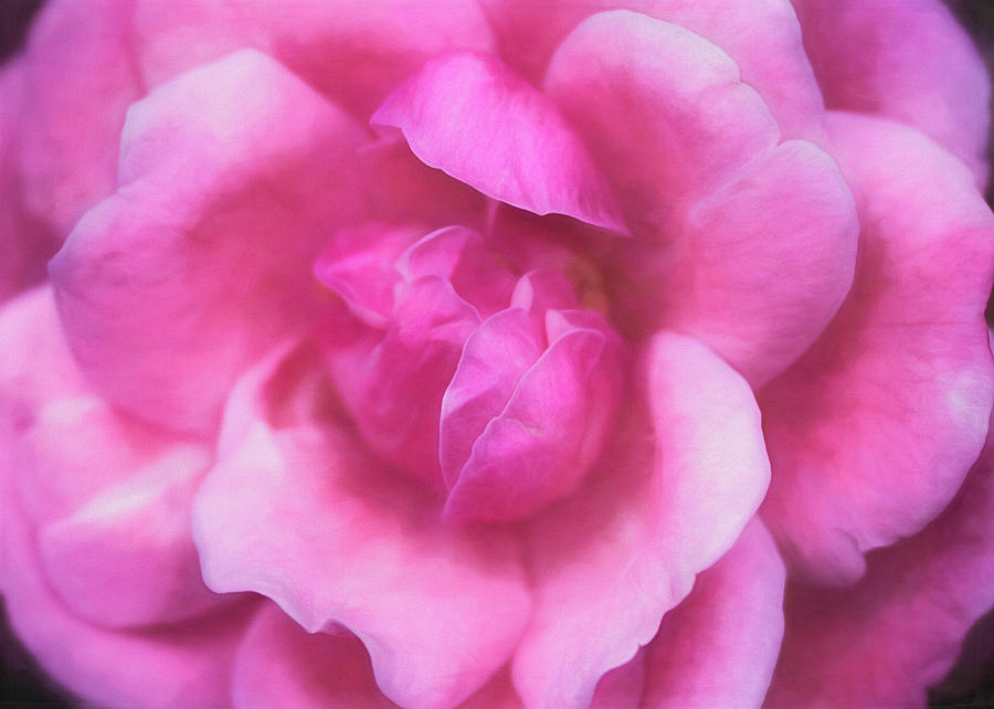 Silky Rose Photograph by Cindi Ressler