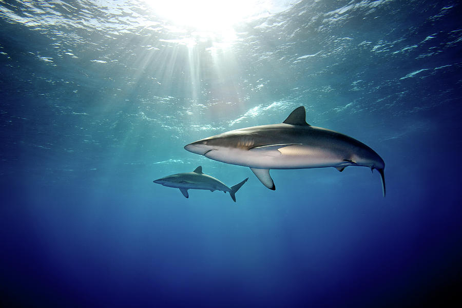 Silky Sharks Photograph by James R.d. Scott