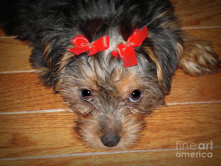 Silky Terrier Puppy Face Photograph by Sue Melvin