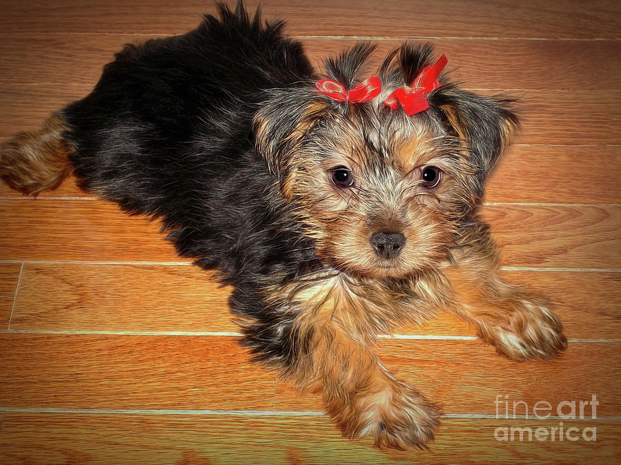 Silky Terrier Puppy Photograph by Sue Melvin