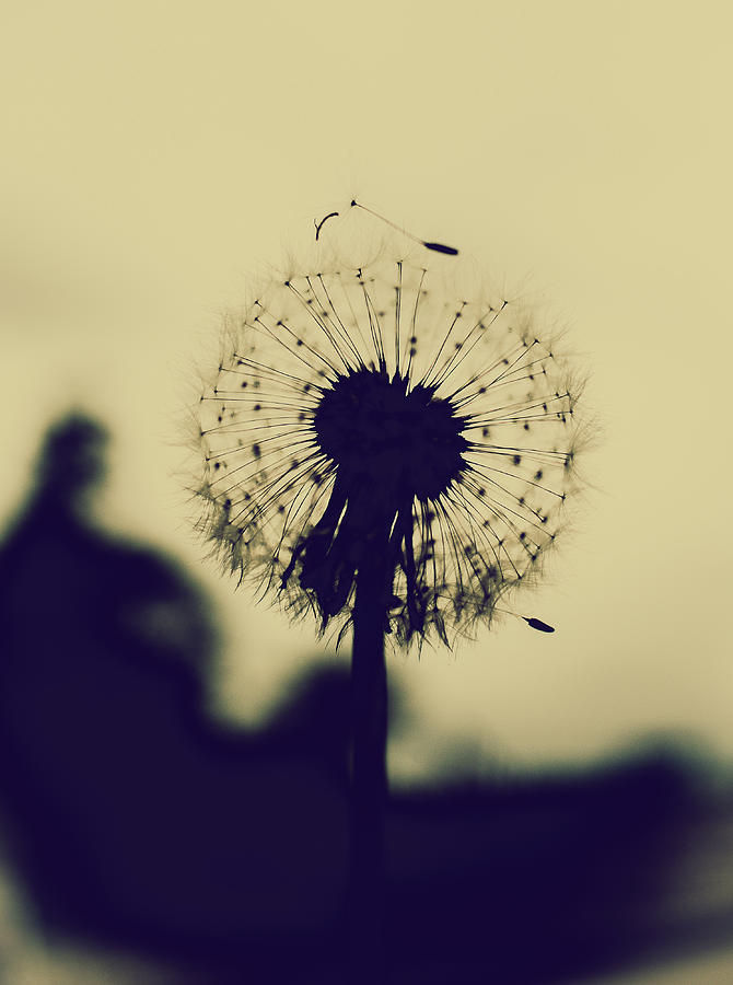 Sillouett of Dandelion Photograph by Hyuntae Kim