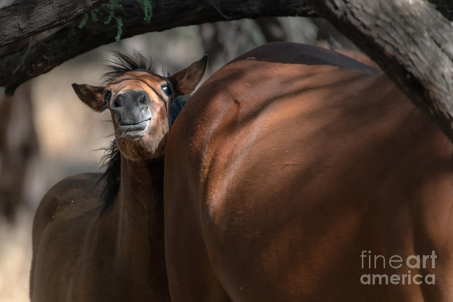 Silly Foal Face Photograph by Lisa Manifold