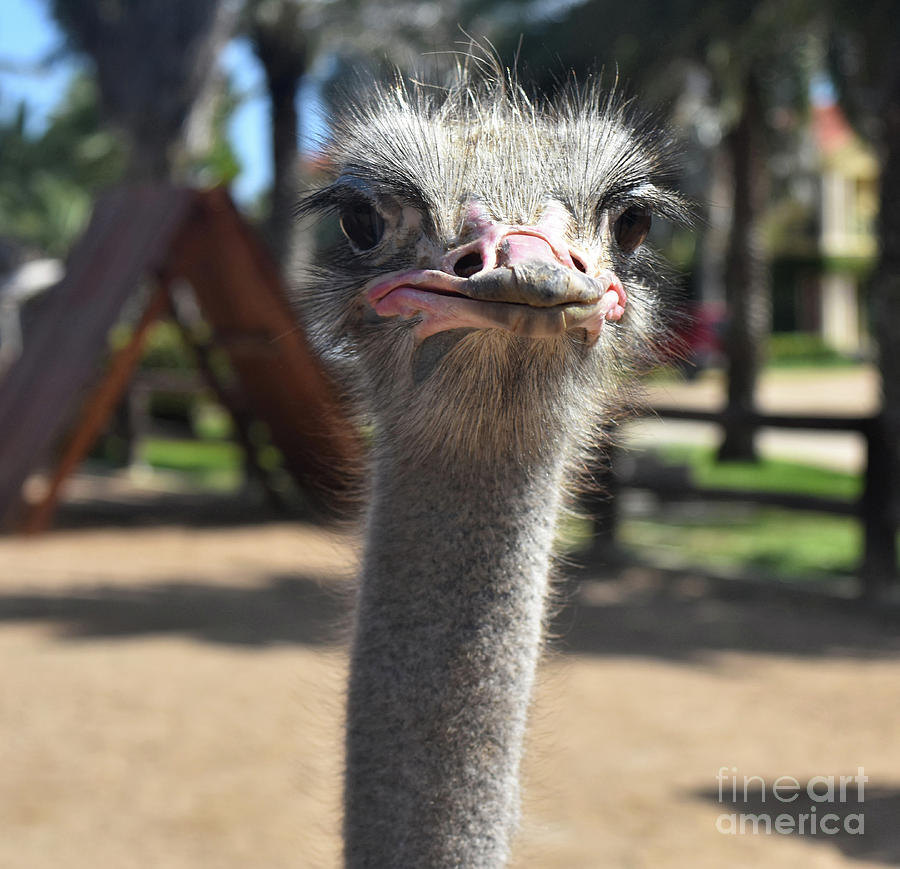 Silly Ostrich Making Very Funny Faces Photograph by DejaVu Designs - Fine  Art America