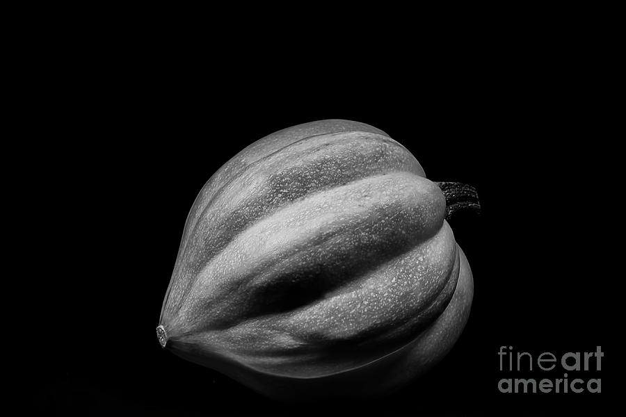 Fall Photograph - Silver Acorn Squash by Elisabeth Lucas