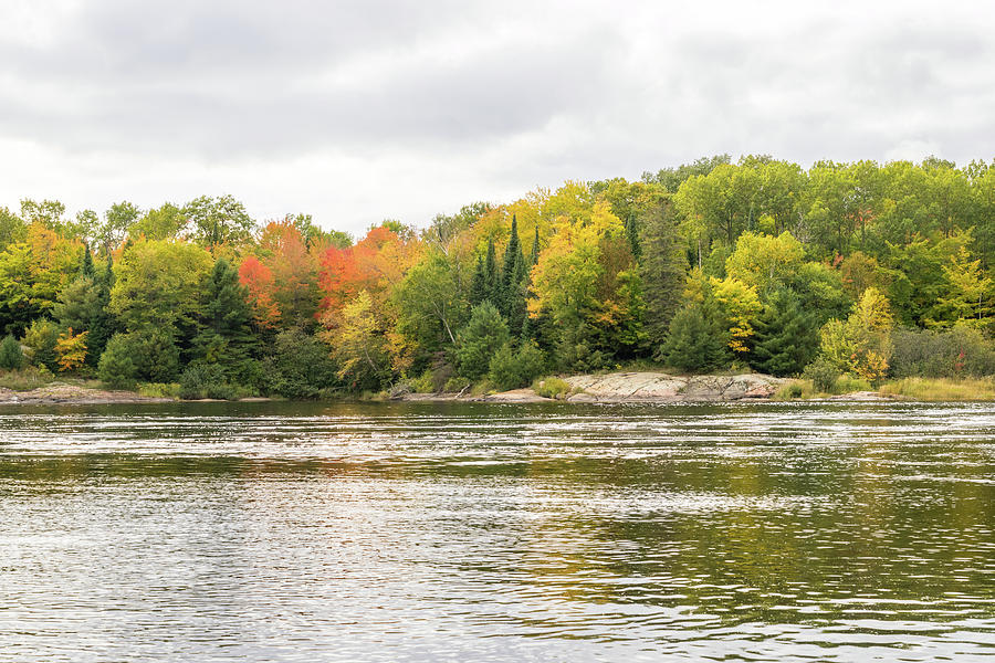 Silver and Gold Currents - Mississagi River Autumn Photograph by Georgia Mizuleva