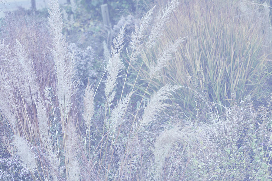 Silver Autumnal Poetry. Decorative Grass Photograph by Jenny Rainbow