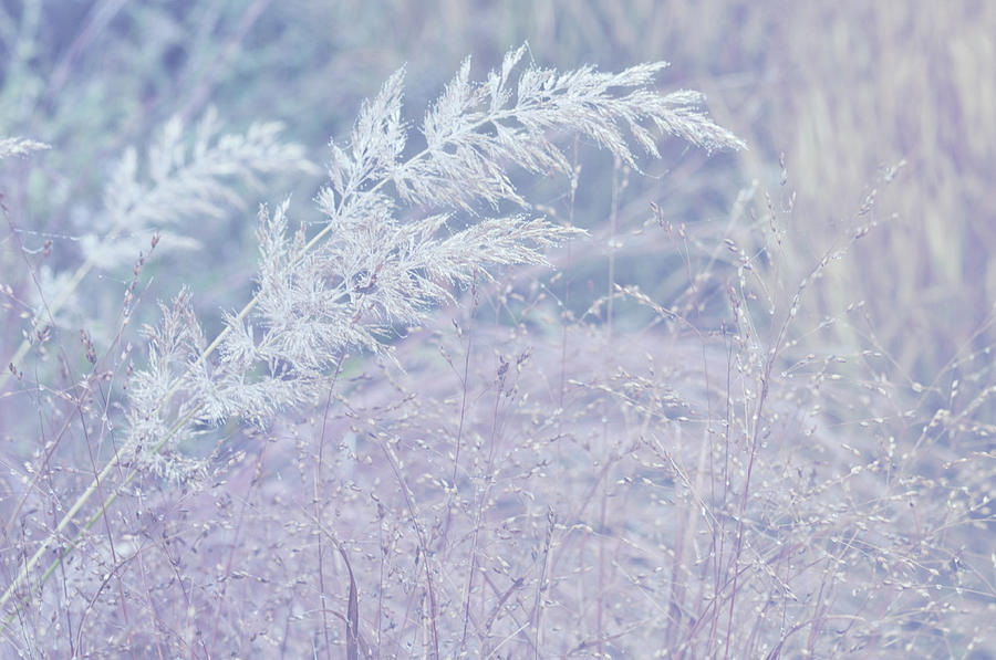 Silver Autumnal Poetry. Ornamental Grass Photograph by Jenny Rainbow