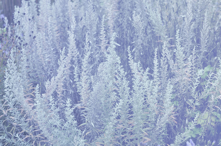 Silver Autumnal Poetry. Sagebrush Stalks Photograph by Jenny Rainbow