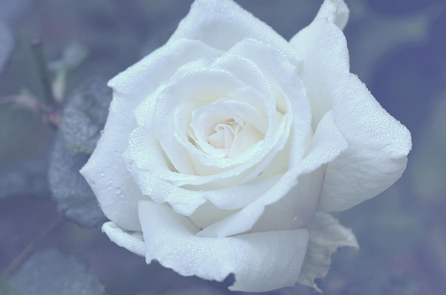 Silver Autumnal Poetry. White Rose Photograph by Jenny Rainbow