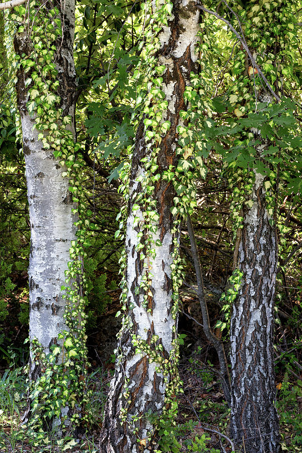Silver Birch And Golden Ivy Photograph