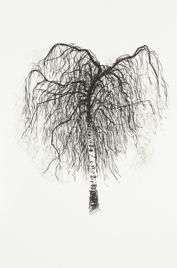 Silver Birch in Early Spring Drawing by Hans Egil Saele