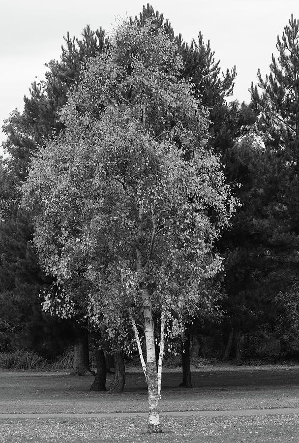 Silver Birch Tree Photograph by Jeff Townsend