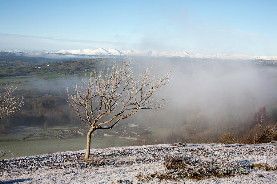 Silver Birch Tree Standing Above Swirling Mist  Scout Scar Lake District Cumbria England Photograph