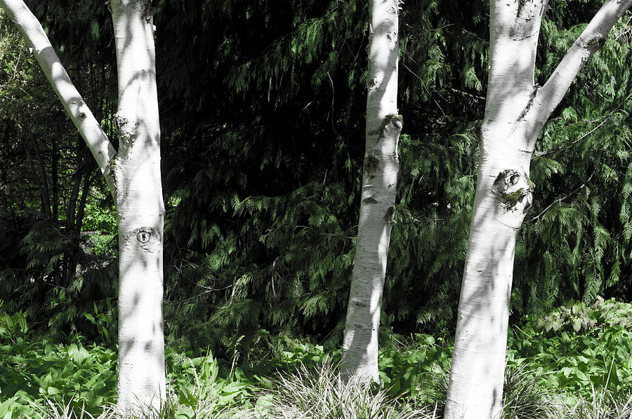 Silver Birch Trees Photograph By Helen Northcott