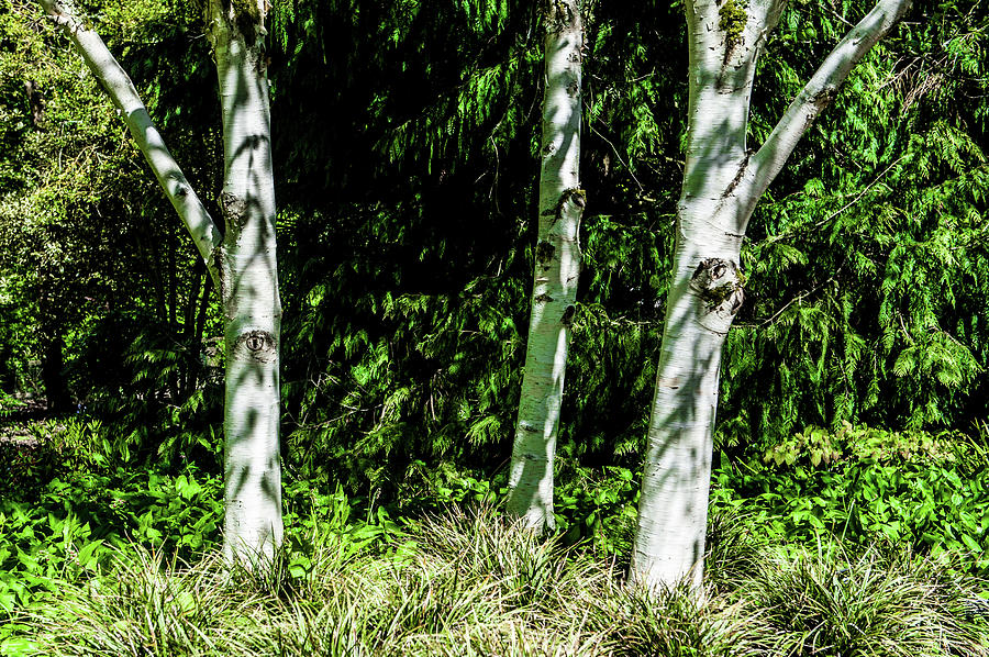 Silver Birch Trees ii Photograph by Helen Jackson