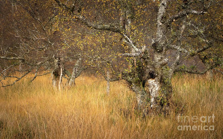 Silver Birch Trees In Purple Moor Grass And Rush Pasture Photograph by Simon Booth/science Photo Library