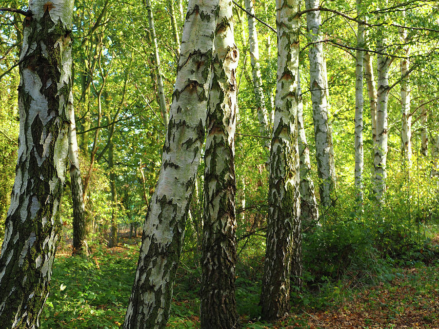 Silver Birch Trees In Summer Photograph By Angie C