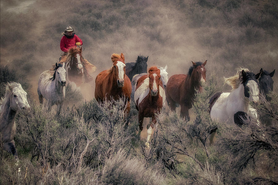 Silver Buck Chuck Herding The Horses Photograph