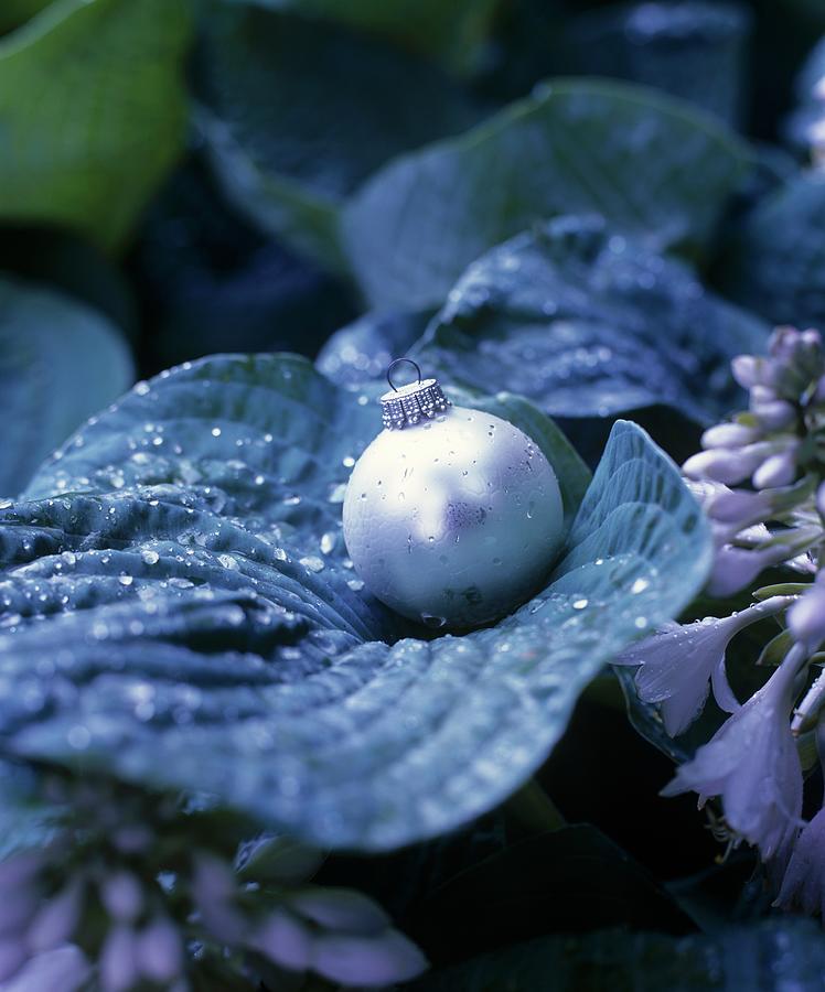 Silver Christmas-tree Bauble And Water Droplets On Hosta Leaf Photograph by Matteo Manduzio