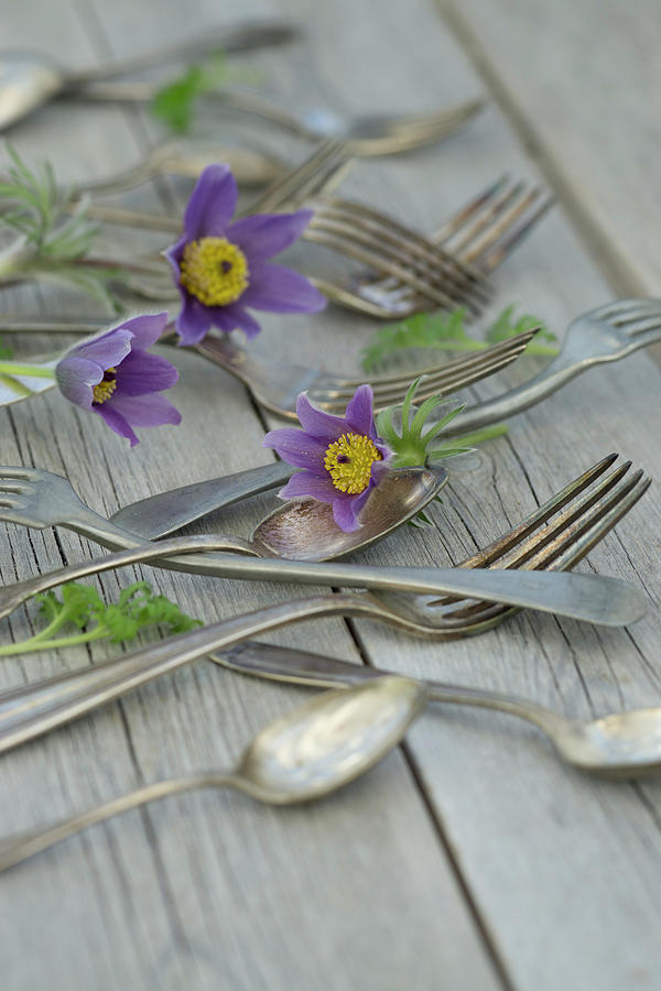 Silver Cutlery And Pasque Flower pulsatilla Vulgaris Photograph by Martina Schindler