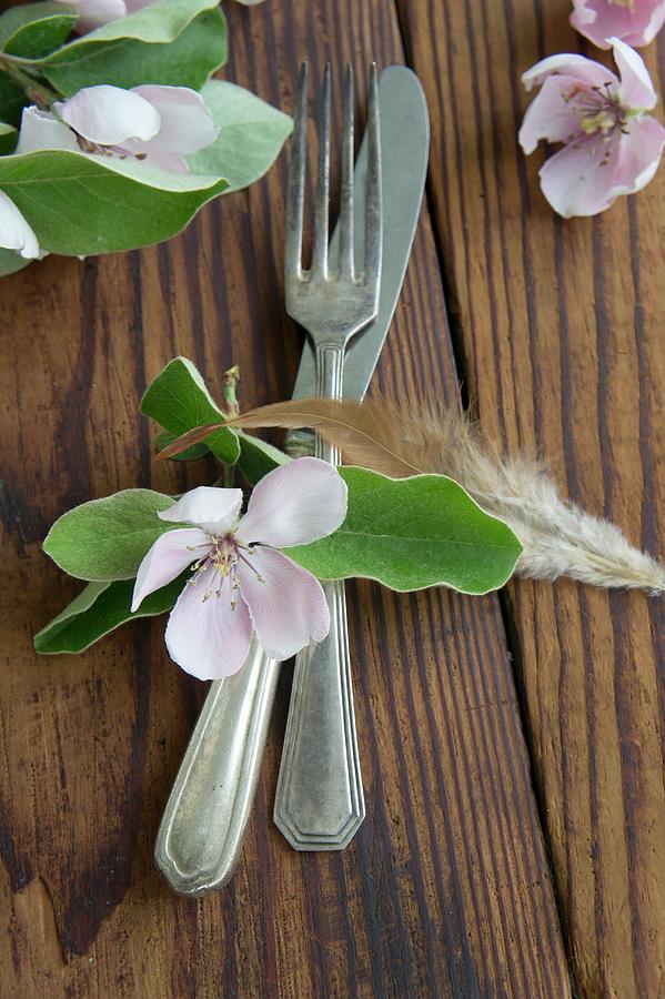 Silver Cutlery, Quince Flower And Feather Photograph by Martina Schindler