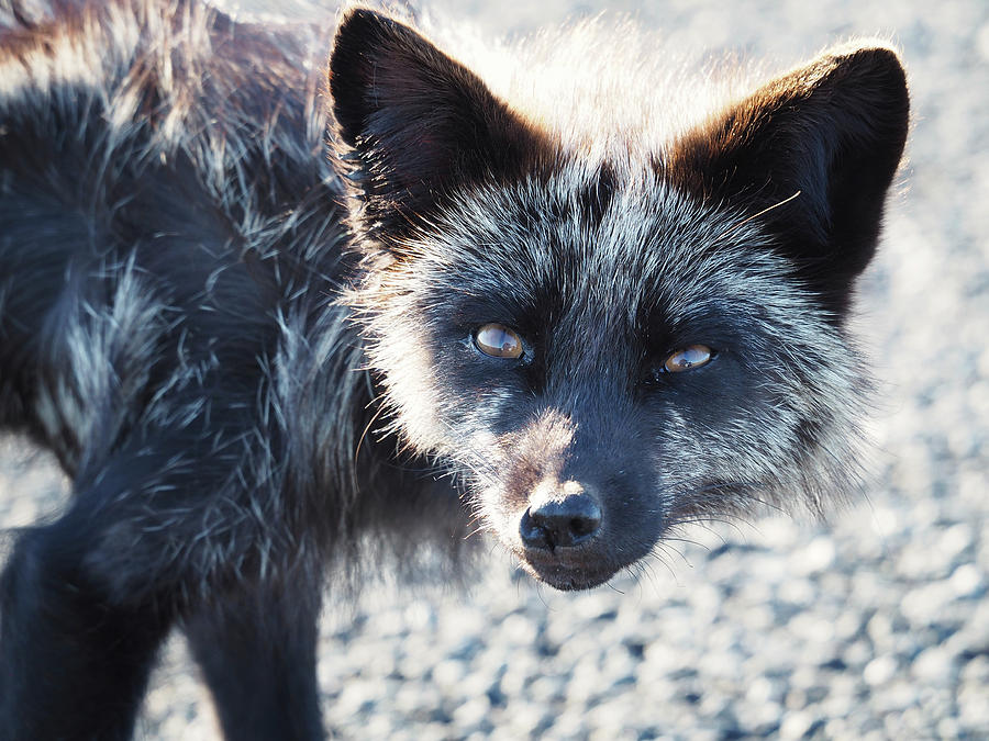 Silver Fox Photograph By Stephanie Mcdowell - Fine Art America