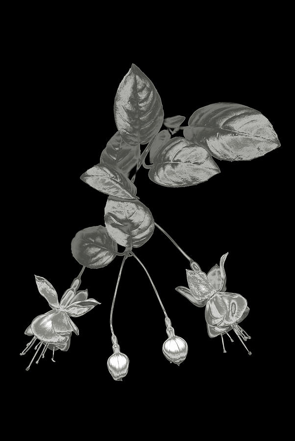 Silver Fuchsia Flowers On A Black Photograph by Mike Hill