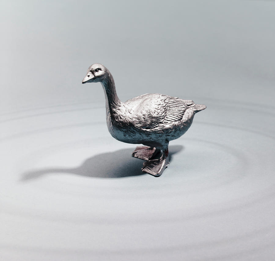 Duck Drawing - Silver Goose by CSA Images