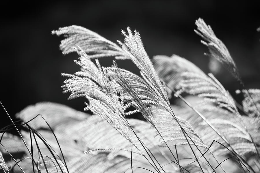 Silver Grass IV Photograph by Hyuntae Kim