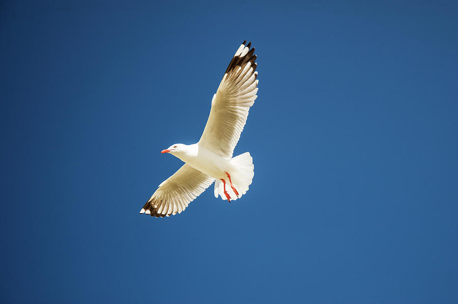 Silver Gull In Flight Against Blue Sky Photograph by Mike Hill